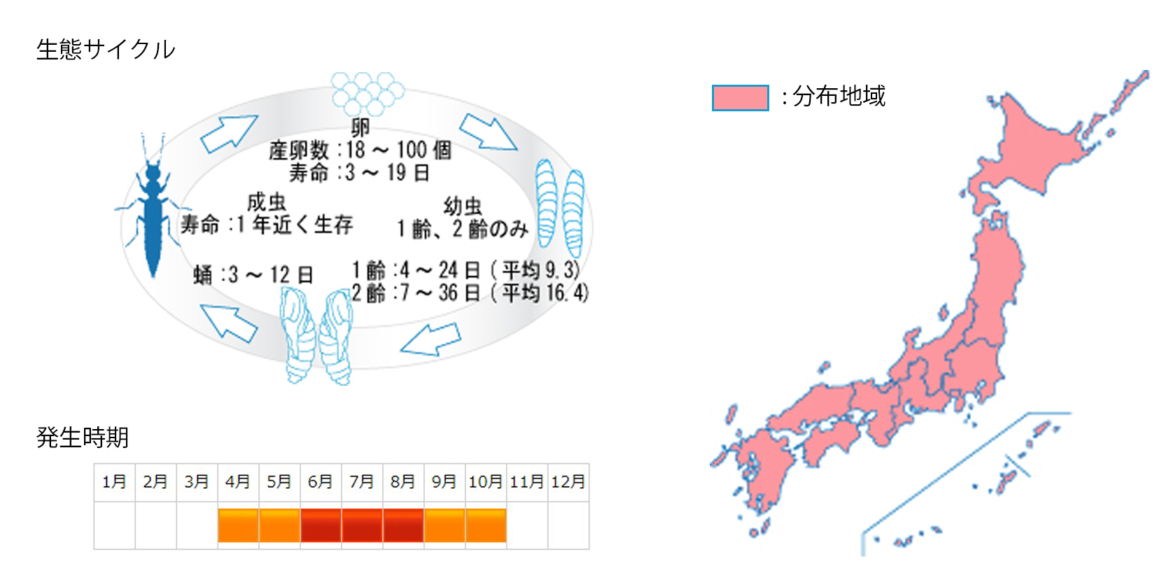 aobaarigatahanekakushi_cycle.jpg