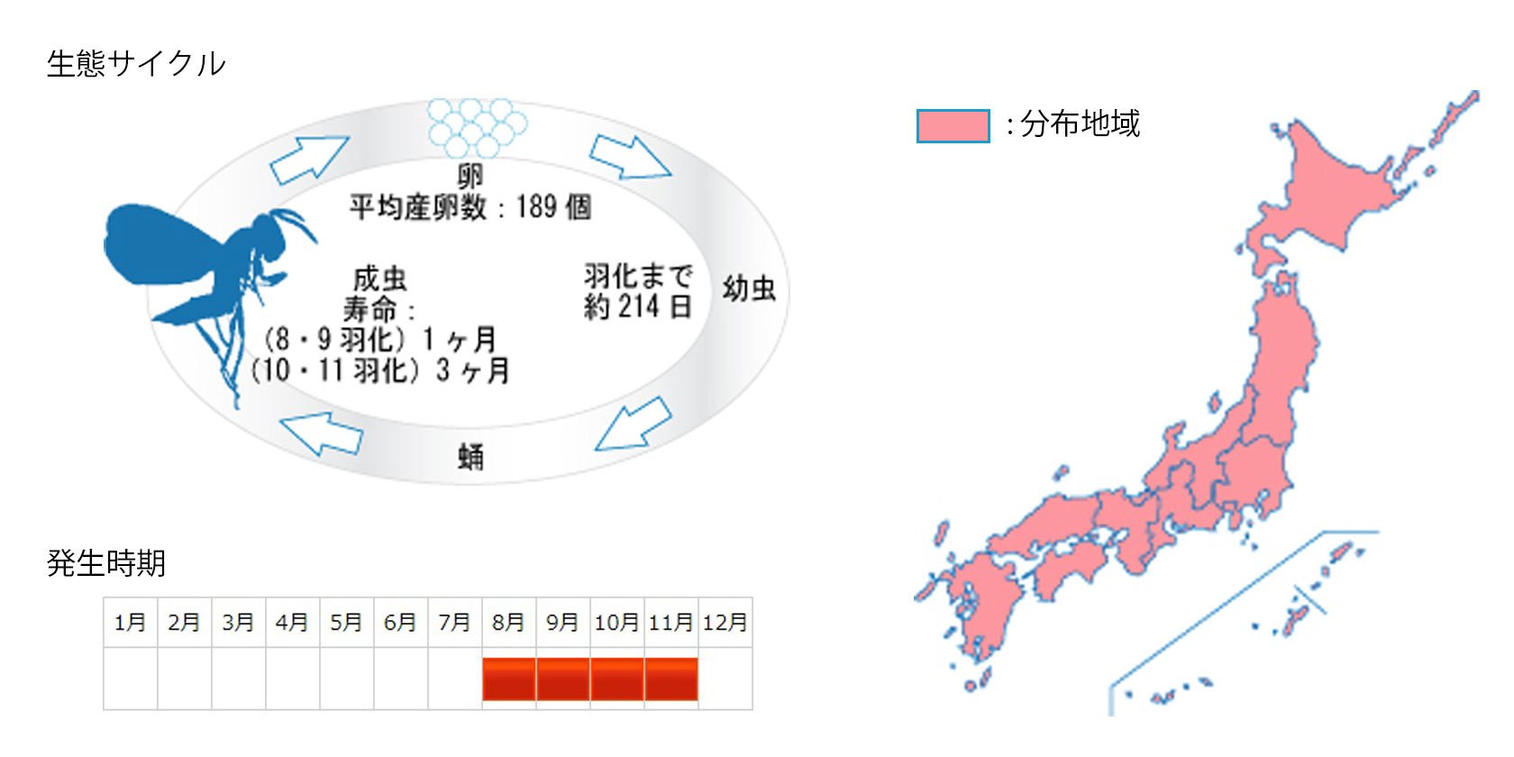 aomushikobachi_cycle.jpg