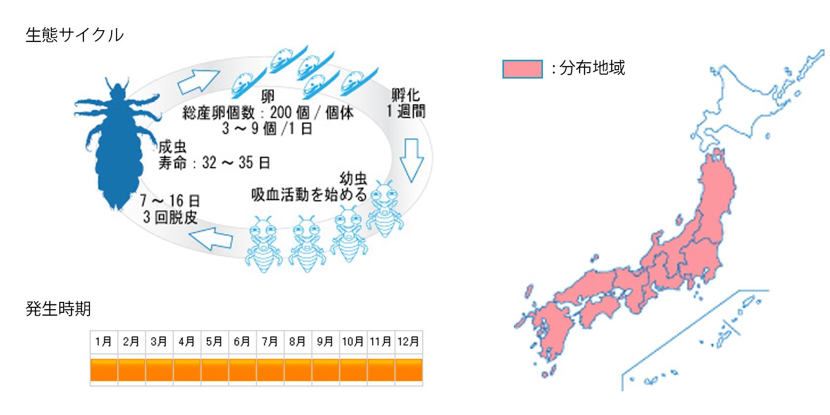 アタマジラミ 害虫駆除や衛生管理の株式会社環境コントロールセンター