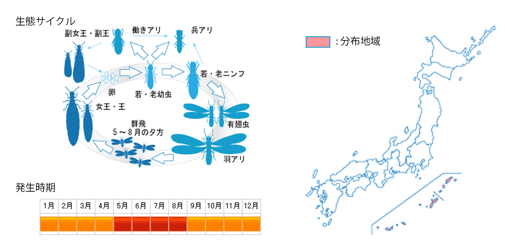 daikokushiroari_cycle.jpg