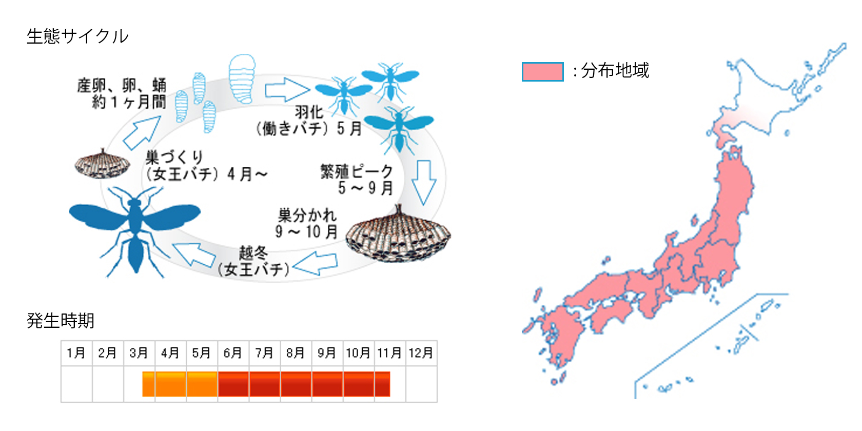 futamonashinaga_cycle.jpg