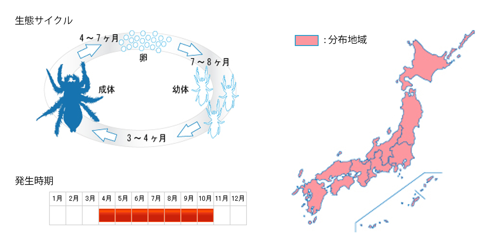 haetorigumo_cycle.jpg