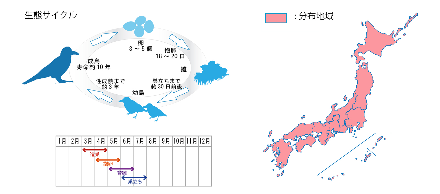 hashibutogarasu_cycle.jpg