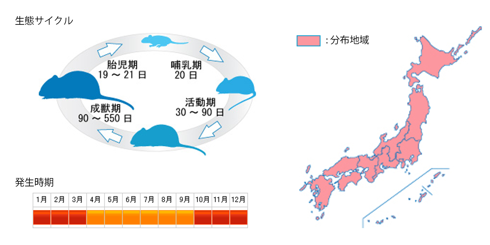 hatsukanezumi_cycle.jpg