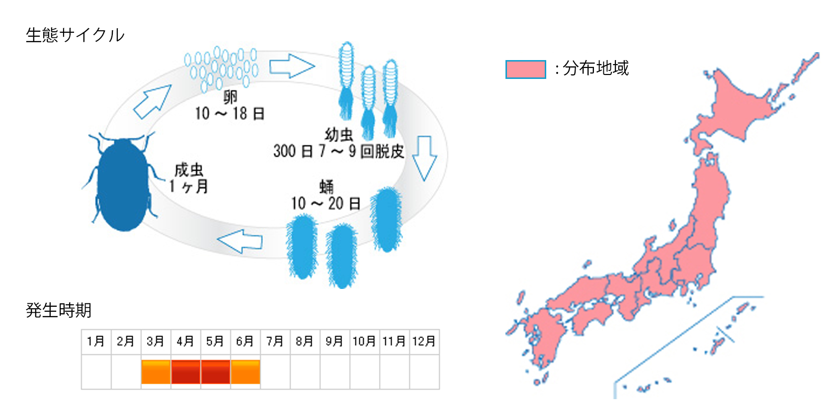 himekatsuobushimushi_cycle.jpg