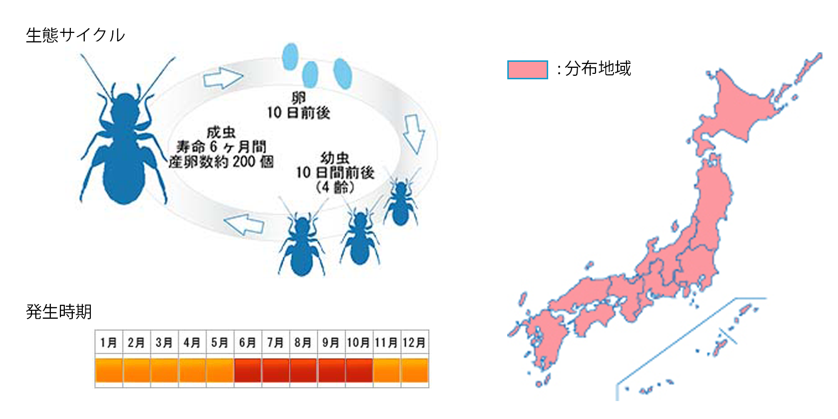 hiratachatate_cycle.png