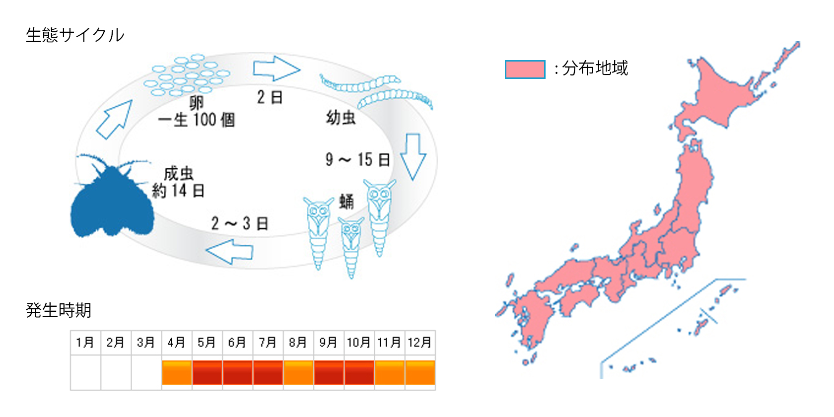 hoshichoubae_cycle.jpg