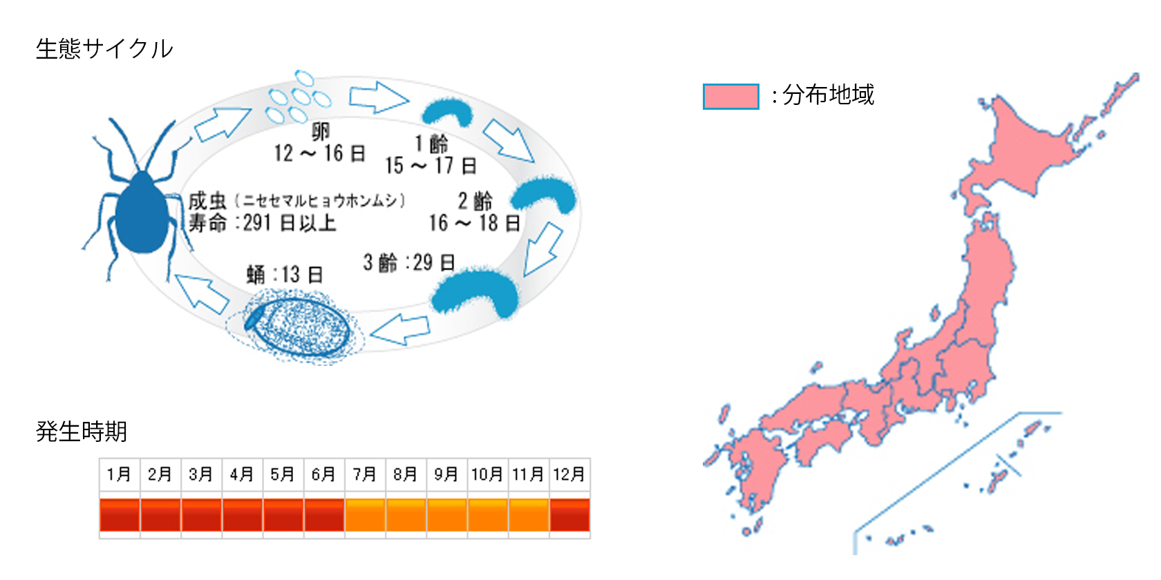 hyouhonmushi_cycle.jpg