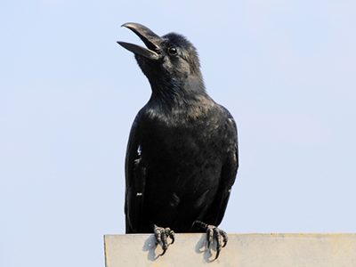 今朝のひとコマ～カラスのゴミ荒らし～