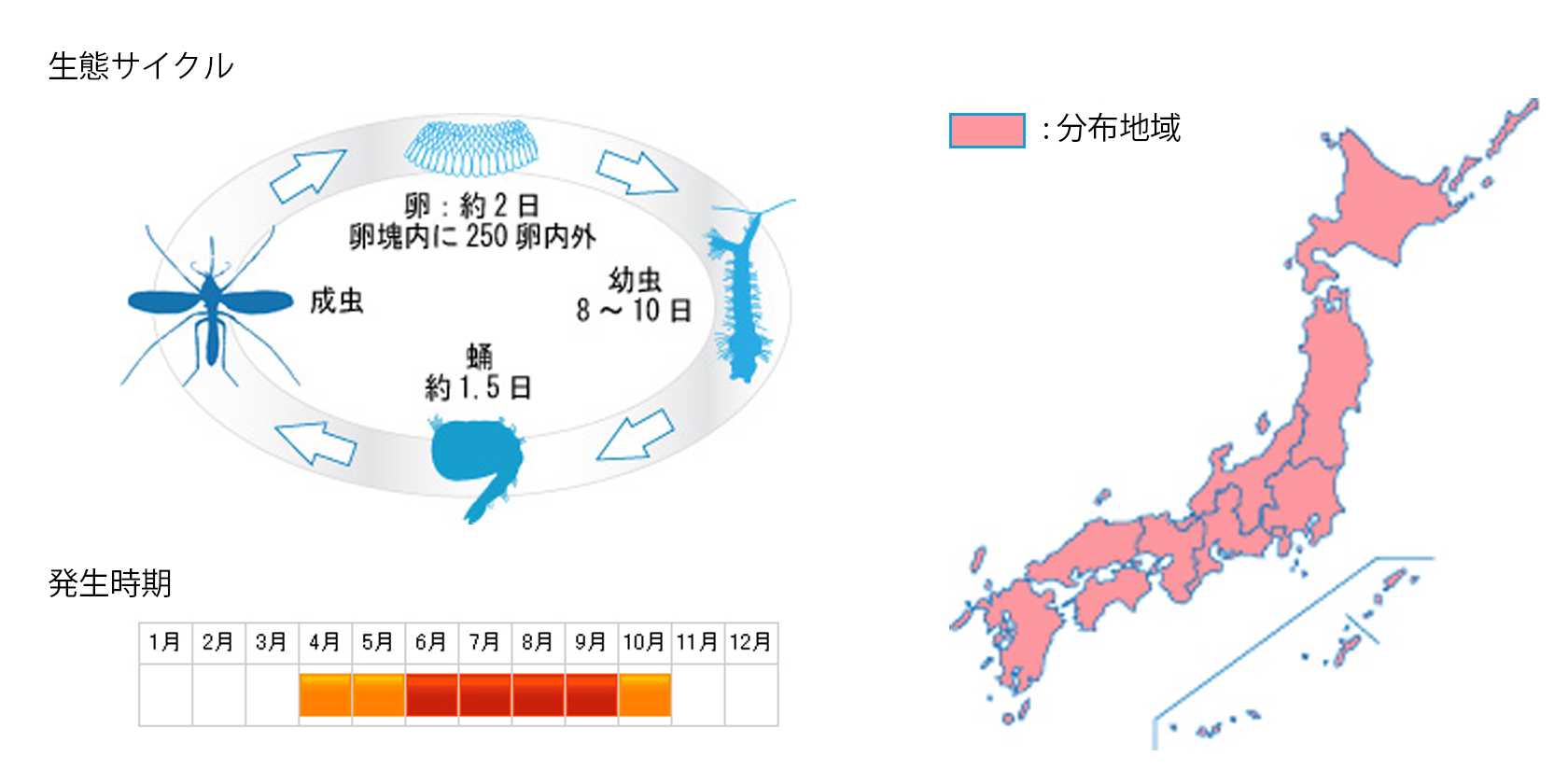 kogataakaieka_cycle.jpg