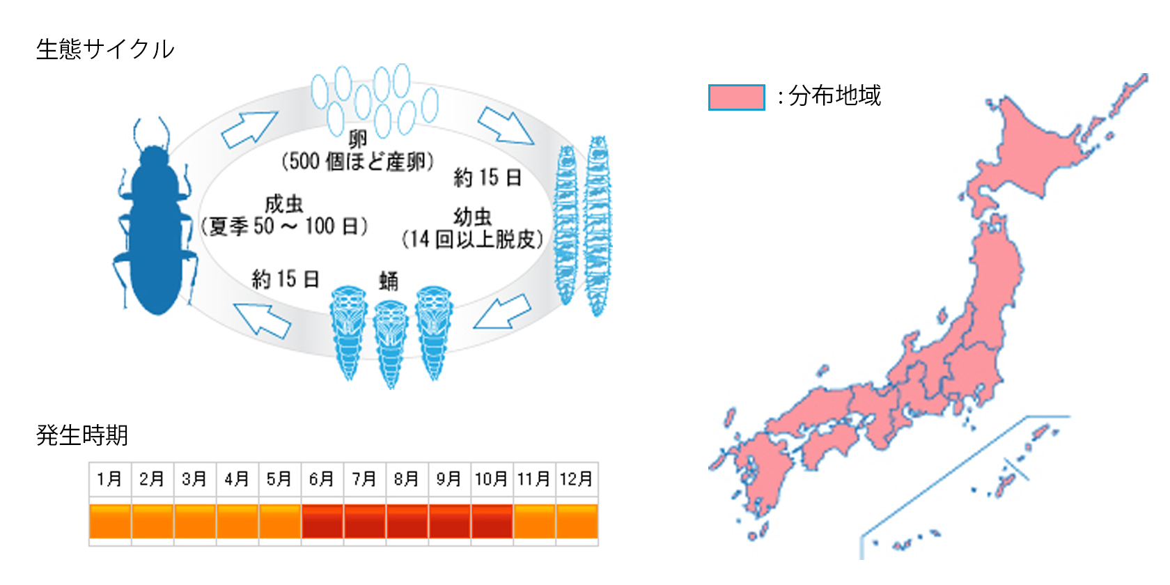 komenogomimushidamashi_cycle.jpg