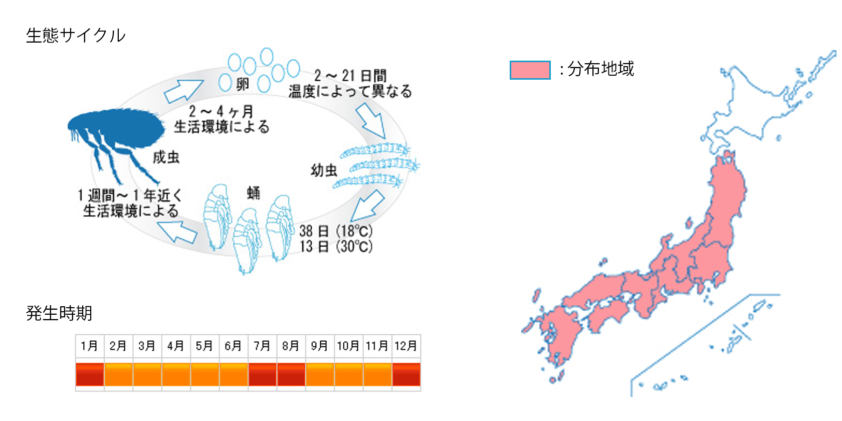 nekonomi_cycle.jpg