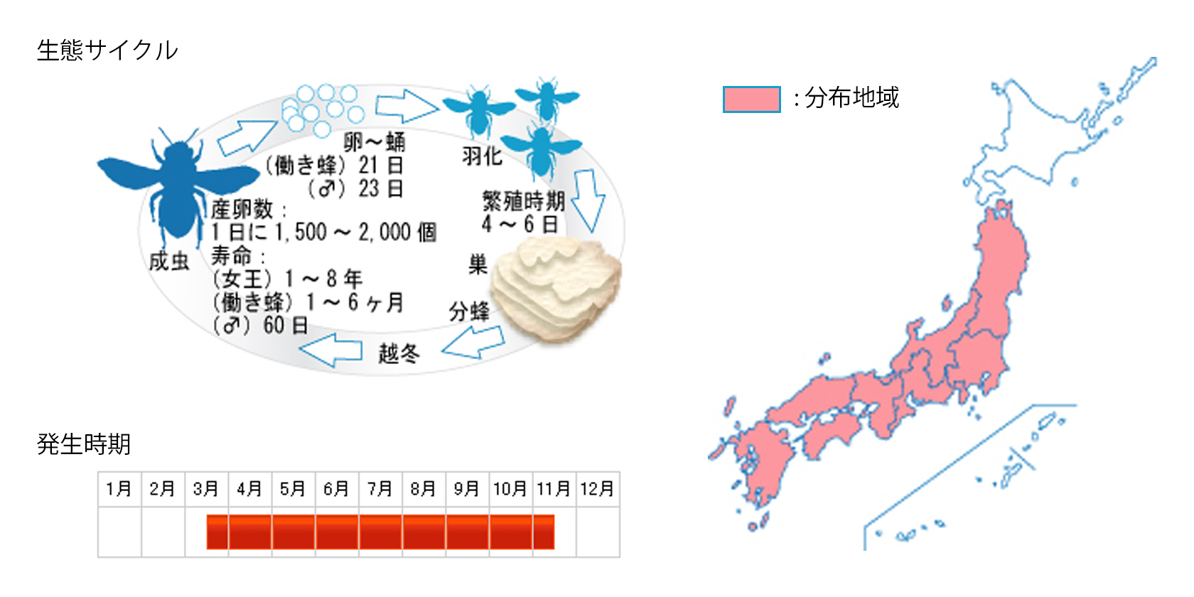 nihonmitsu_cycle.jpg