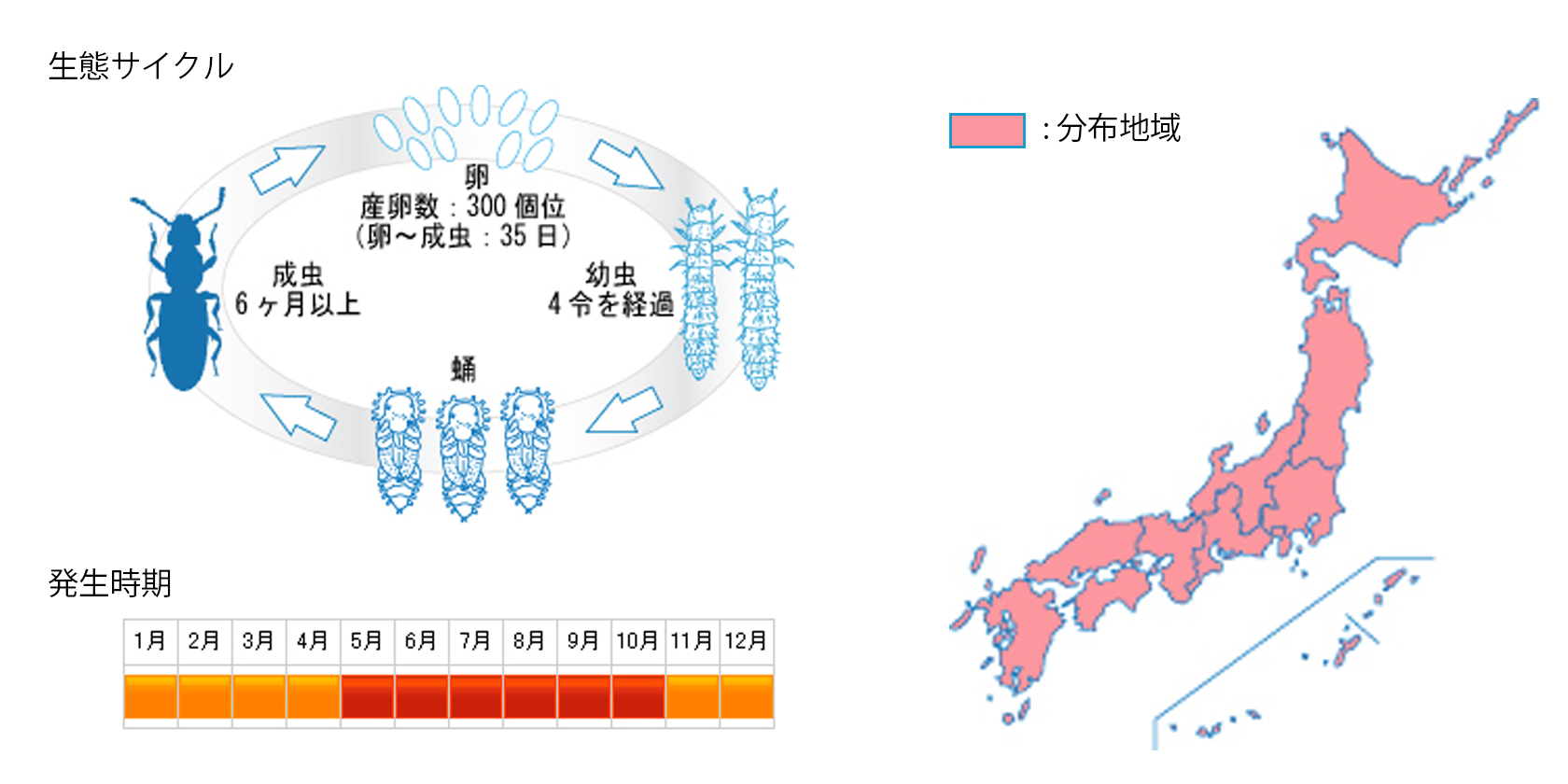 nokogirihiratamushi_cycle.jpg