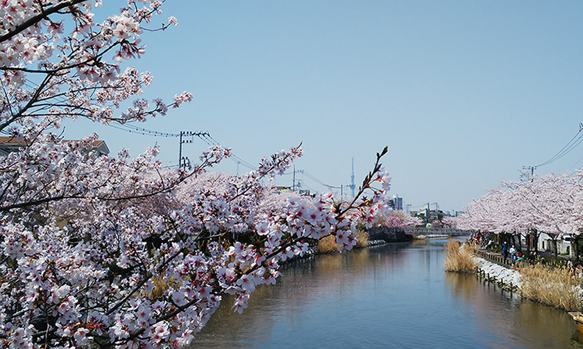 桜を愛でた後は毛虫にご注意を