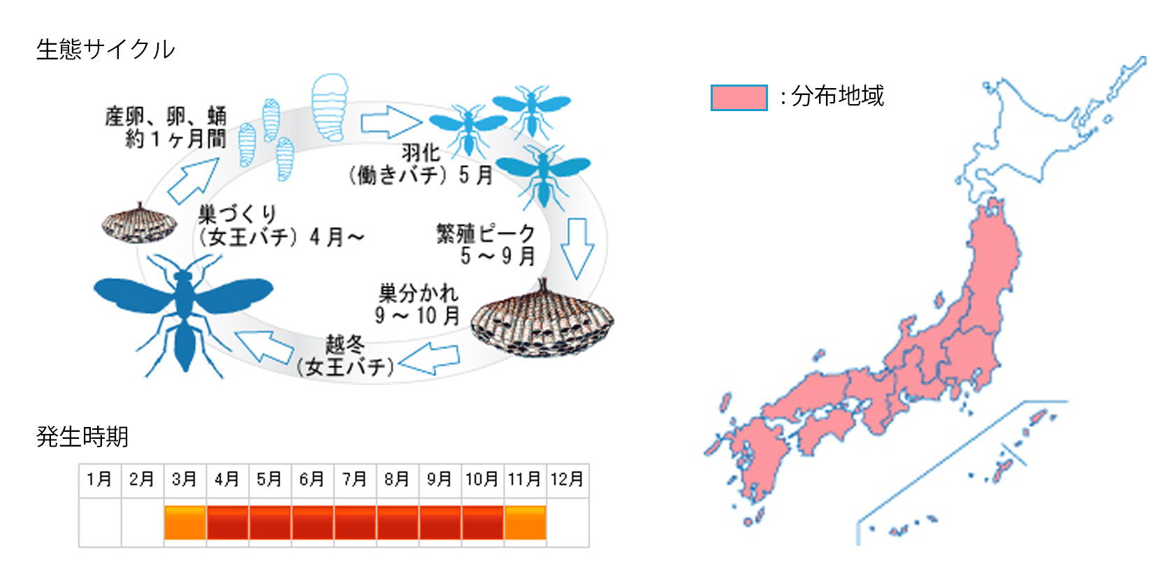 seguroashinaga_cycle.jpg