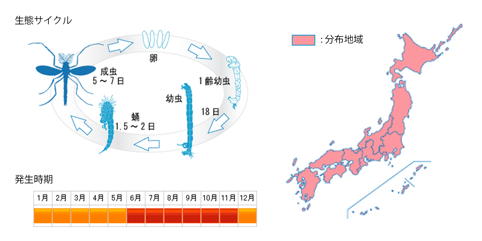 sesujiyusurika_cycle.jpg