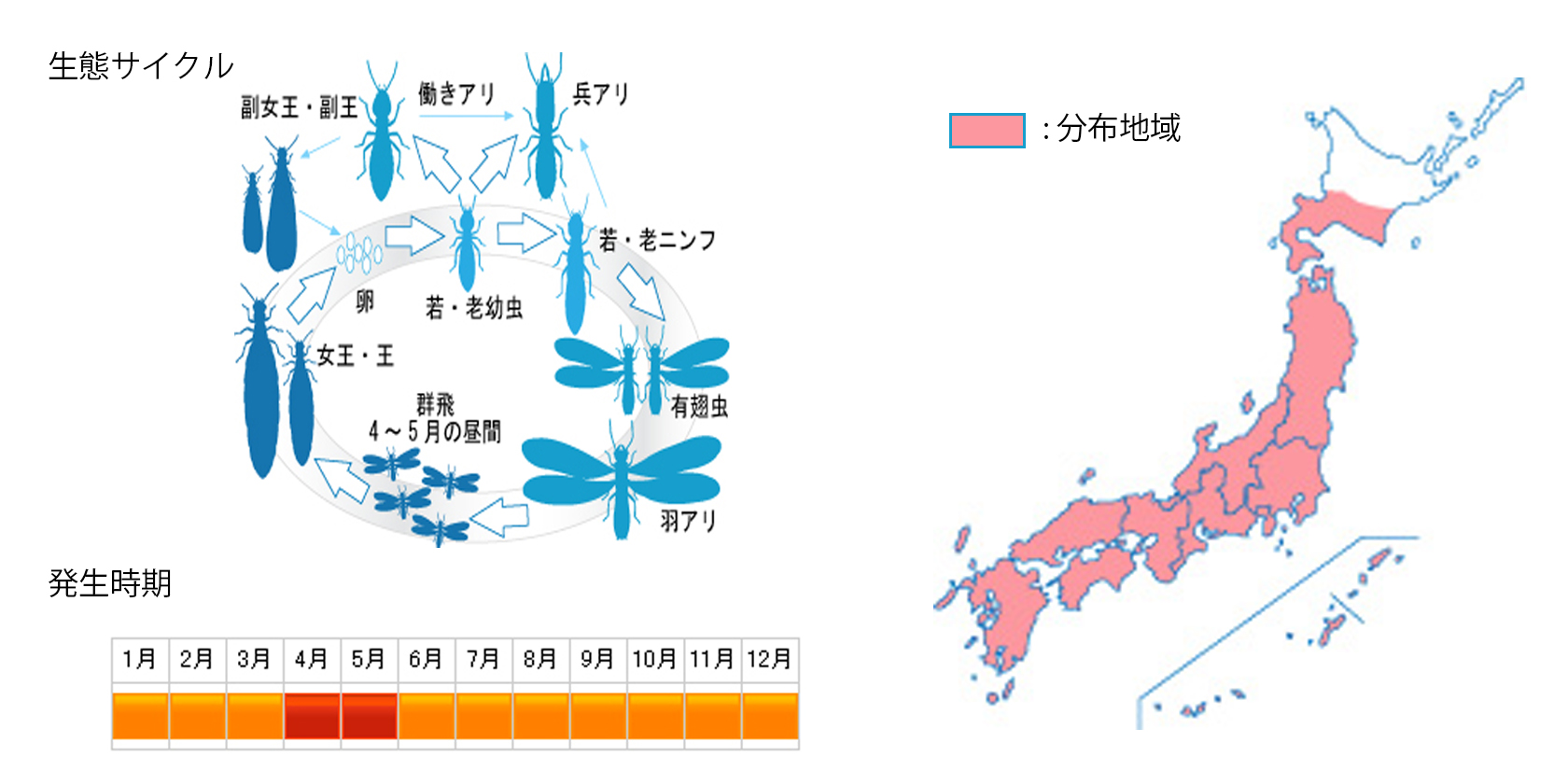 yamatoshiroari_cycle.jpg